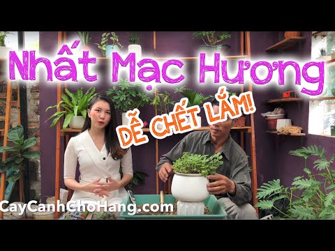 210. Cách trồng và chăm sóc cây Nhất Mạt Hương - CayCanhChoHang.com