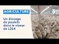 Un élevage de poulets visé par L214 pour mauvaises conditions