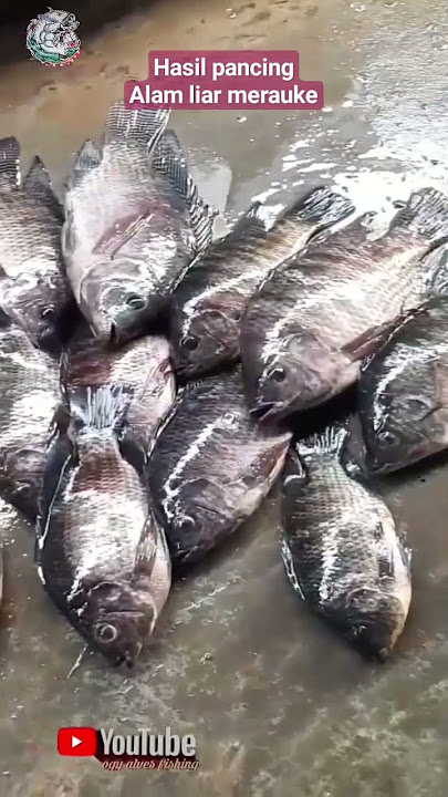 Hasil Pancing,Alam Liar Merauke#tilapia #mrsfishing #fishingshorts #shorts