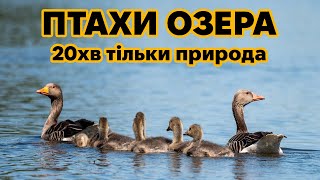 Птахи озера  тільки природа, без коментарів та влогу. Версія для спокійного споглядання.