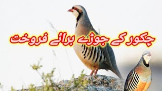 Chakor Bird Available For Sale In Pakistan | Chakor Bird | by Malik Hunter 94 views 3 days ago 8 minutes, 15 seconds