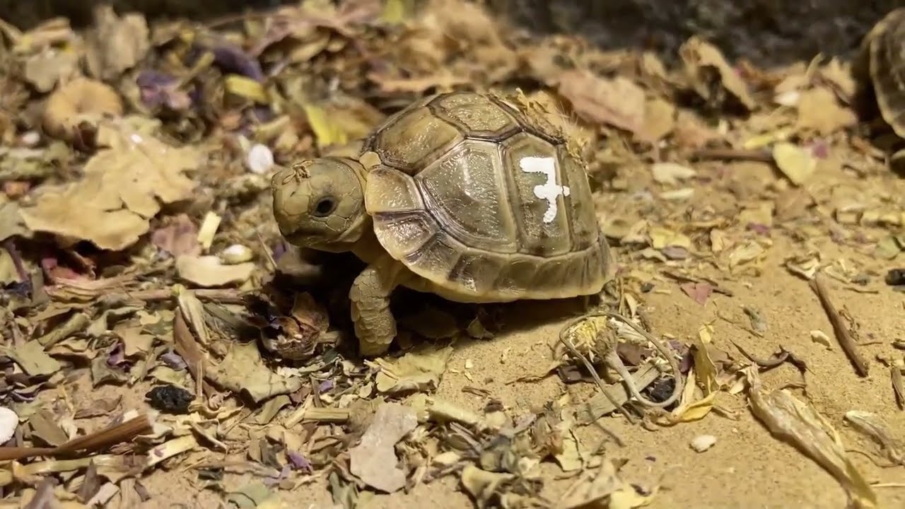 #33 Testudo Kleinmanni - Relaxing Baby  tortoises