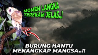 KENAPA BARU TAU SEKARANG KALO BURUNG HANTU DI ALAM LIAR SEINDAH INI..!