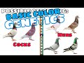 Racing pigeons color genetics  color breeding chart in racing pigeons  kalapati  racingpigeonyt