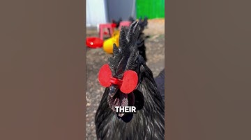 Why Do Chickens Wear Beak Rings?