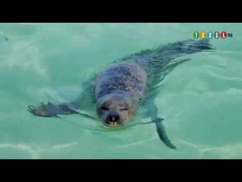 Ecomare op Texel Zeehondjes kijken en nog veeeel meer