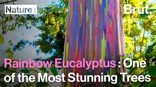 The Rainbow Eucalyptus Is One of the Most Stunning Trees