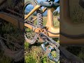 Check Out This Custom Orbea Rallon рџ ҐрџЏ Check Out This Custom Orbea Rallon рџ ҐрџЏ