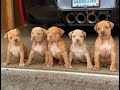 how i pick out my keeper puppies from a million dollar litter MY PROCESS