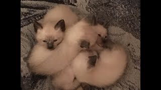 adorable Siamese Kittens, 5 Weeks Old / Bucketlist