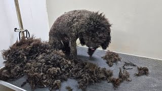 From Matted Mess to Glamorous Pup: A Stunning Grooming Transformation