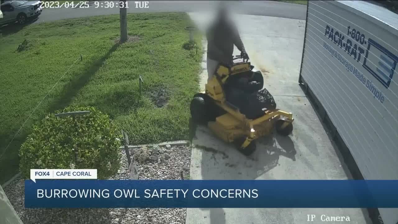 Cape Coral Landscaper Caught Mowing Over Burrow As Advocates See An cape-coral-landscaper-caught-mowing-over-burrow-as-advocates-see-an
