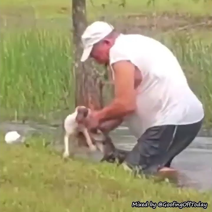 no aligator no!!!