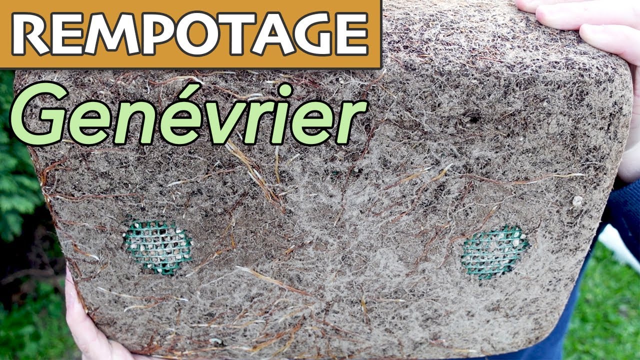 REMPOTAGE de mon GENÉVRIER SARGENTII BONSAÏ 🌳AFDB🌳