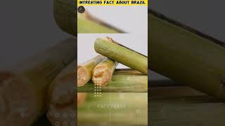 Cars Fuel made from sugarcane ?? amazingfacts viral facts trending shorts