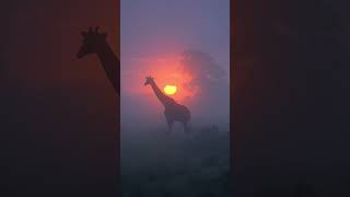 The Art Of Africa Giraffes At Sunset