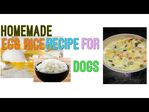 home-made-egg-rice-recipe-for-dogs-|-best-home-made-dog-food