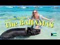 NASSAU, the BAHAMAS 🌴 How do people live there? Cute pigs, best beaches &amp; lots of garbage