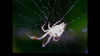 Long Featherlegged Spider - Episode 7
