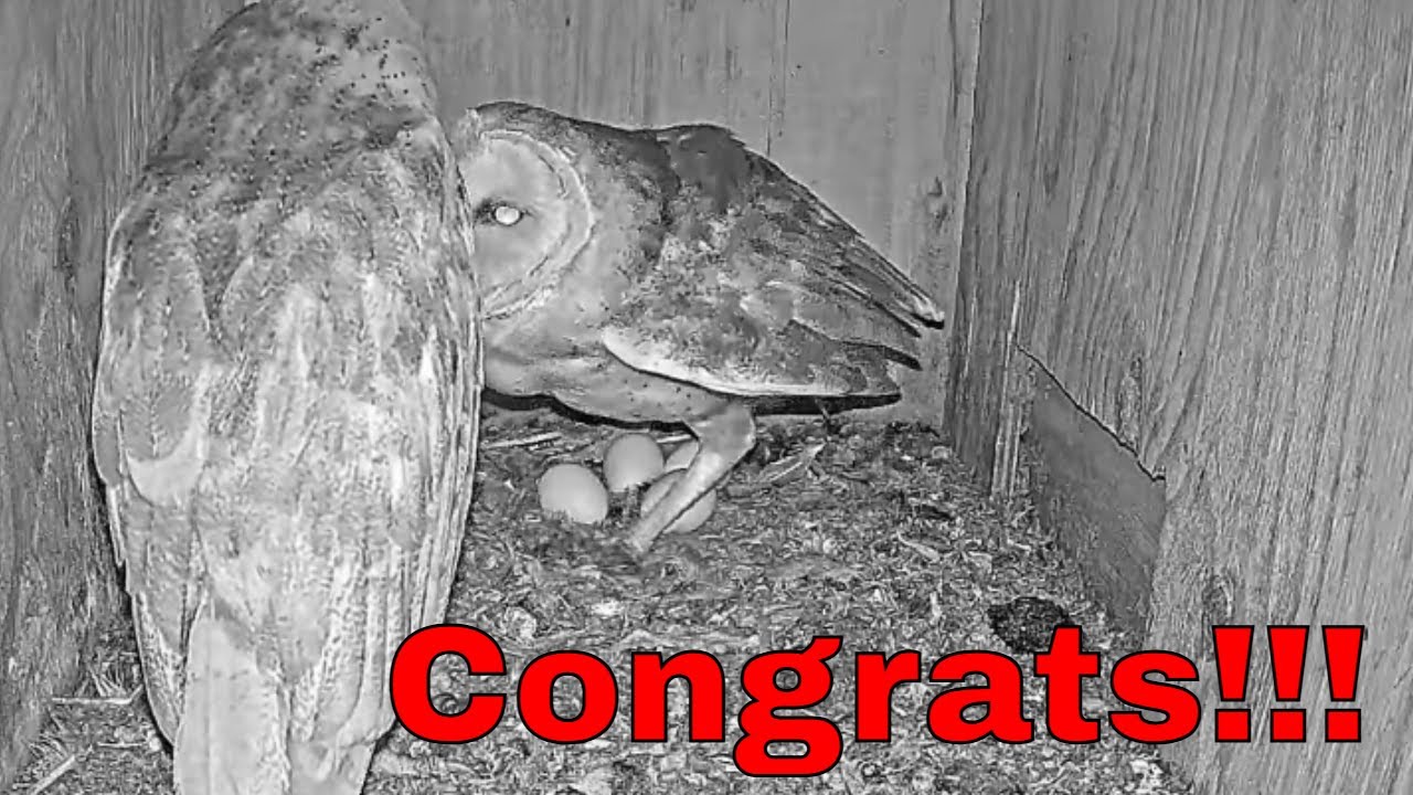 Congrats!🥚💋 Unbelievable Moment! Barn Owl Lays 4th Egg today and Kisses Her Mate
