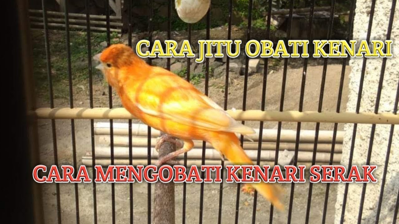Cara Mengobati Kenari Serak 