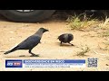 ECOSSISTEMA AMEAÇADO #EcoNews