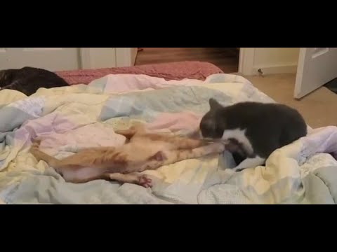 Cats Fight With Each Other While Lying on Bed - 1280898