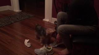 Yorkie removes socks