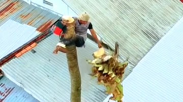 Vua khỉ cưa cây Dừa cao ở vị trí siêu khó trên mái nhà. Sawing a tall coconut tree