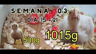 Crianza de Pollo Cobb 500. Semana # 03 (3 / 7)