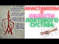 Коллатеральное кровообращение в локтевой области/Анастамозы в области локтевого сустава