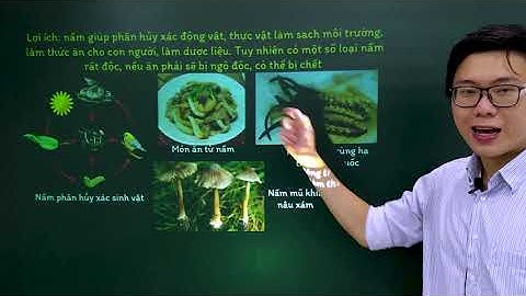 Khoa học tự nhiên lớp 6 - Cánh diều - Bài 18: Đa dạng nấm