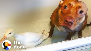 Pit Bull Is The Best Mom To All These Rescue Animals | The Dodo