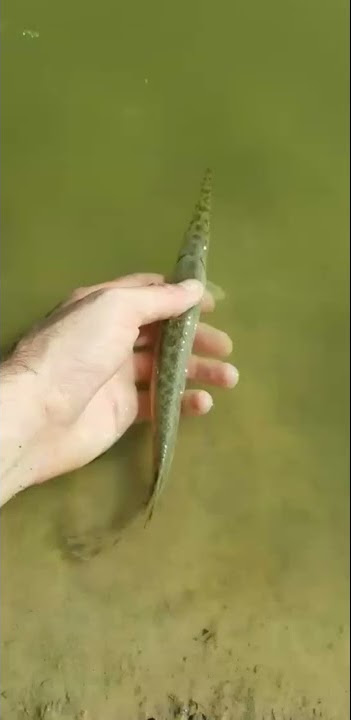 Baby alligator gar release cutest thing ever 😫