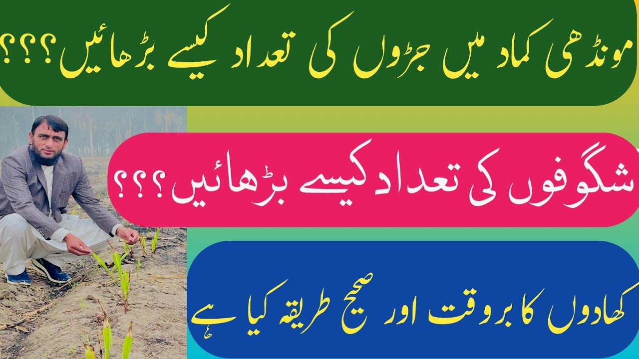 Details of rooting depth, Root length, Tiller number and complete fertilization plan in sugarcane.