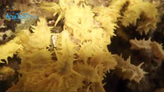Yellow SeaCucumber (Colochirus robustus) || AquaFishViet.com