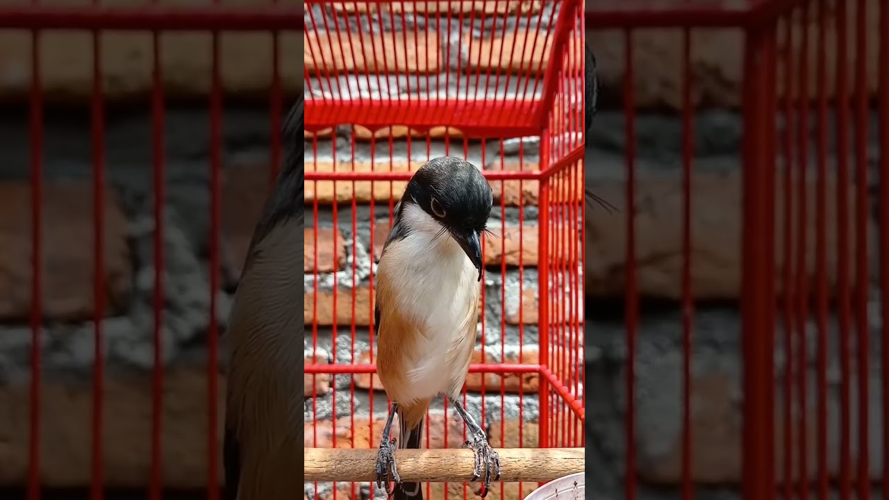 Asian Shama Amazing Vocal ~ Cendet Gacor masteran burung kicau