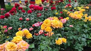 Июньское великолепие роз в сквере