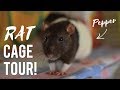 Rat Cage Tour