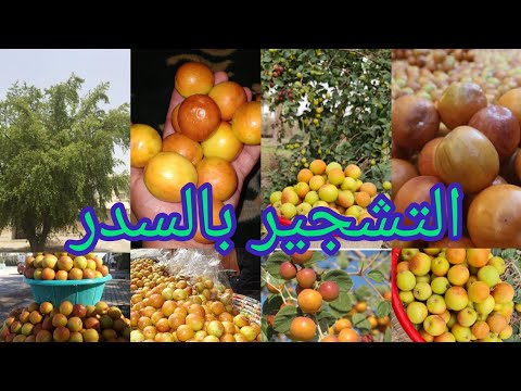 التشجير بالسدر فائدة كبيرة ظل وثمار مميزة وازهار جاذبة للنحل