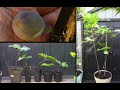 Bouturage du figuier de A à Z / How to grow a fig tree from fig cuttings/ step by step