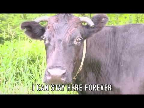 Video: Vaca „eroică” A Scăpat Din Abator și S-a Ascuns De Atunci în Pădure - Vedere Alternativă