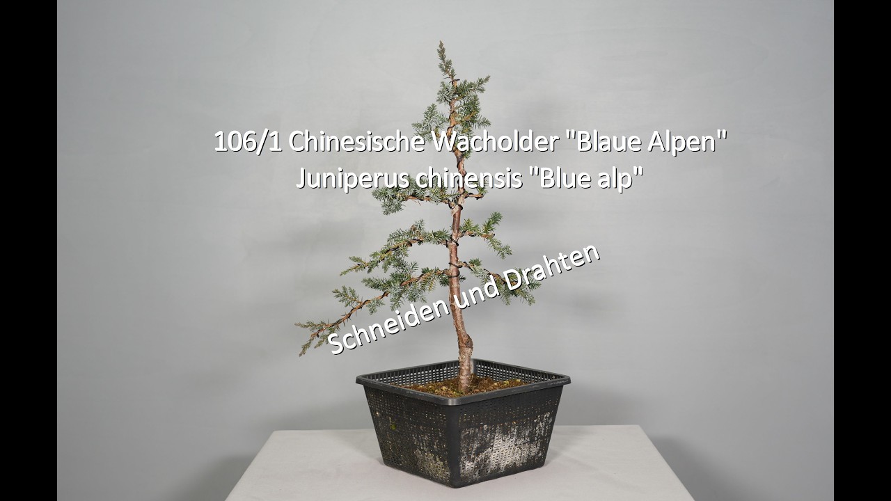 106/1 Chinesische Wacholder 