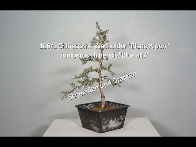 106/1 Chinesische Wacholder "Blaue Alpen" - Juniperus chinensis "Blue alp"  - YouTube