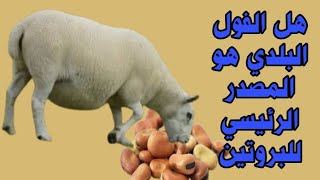 هل الفول البلدي مصدر البروتين