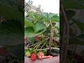 🍓🍓🍓Rooftop Garden #shorts #reels