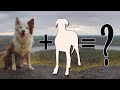 Border Collie Mixes: A Comprehensive Guide to 8 Unique Breeds for Dog Enthusiasts