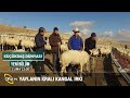 Küçükbaş Hayvancılıkta Kangal Irkı - KÜÇÜKBAŞ DÜNYASI #küçükbaş #hayvancılık #koyun #keçi