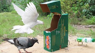 Creative bird trap by using cardboard box and bottle  Simple quick pigeon trap