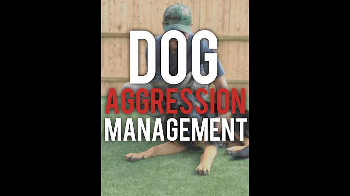 How to properly manage DOG AGGRESSION!- America's Canine Educator